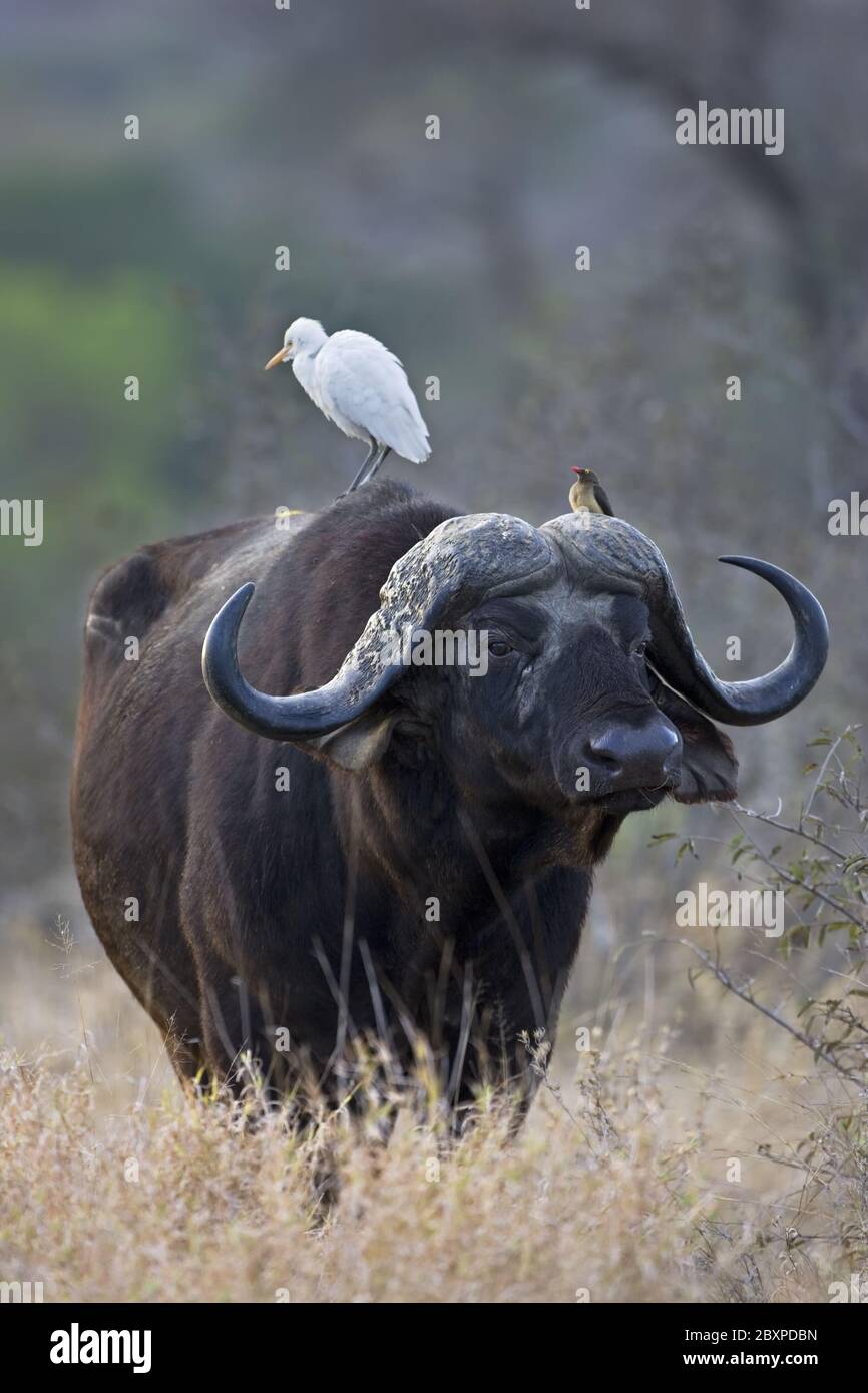 African Buffalo or Cape Buffalo, South Africa Stock Photo