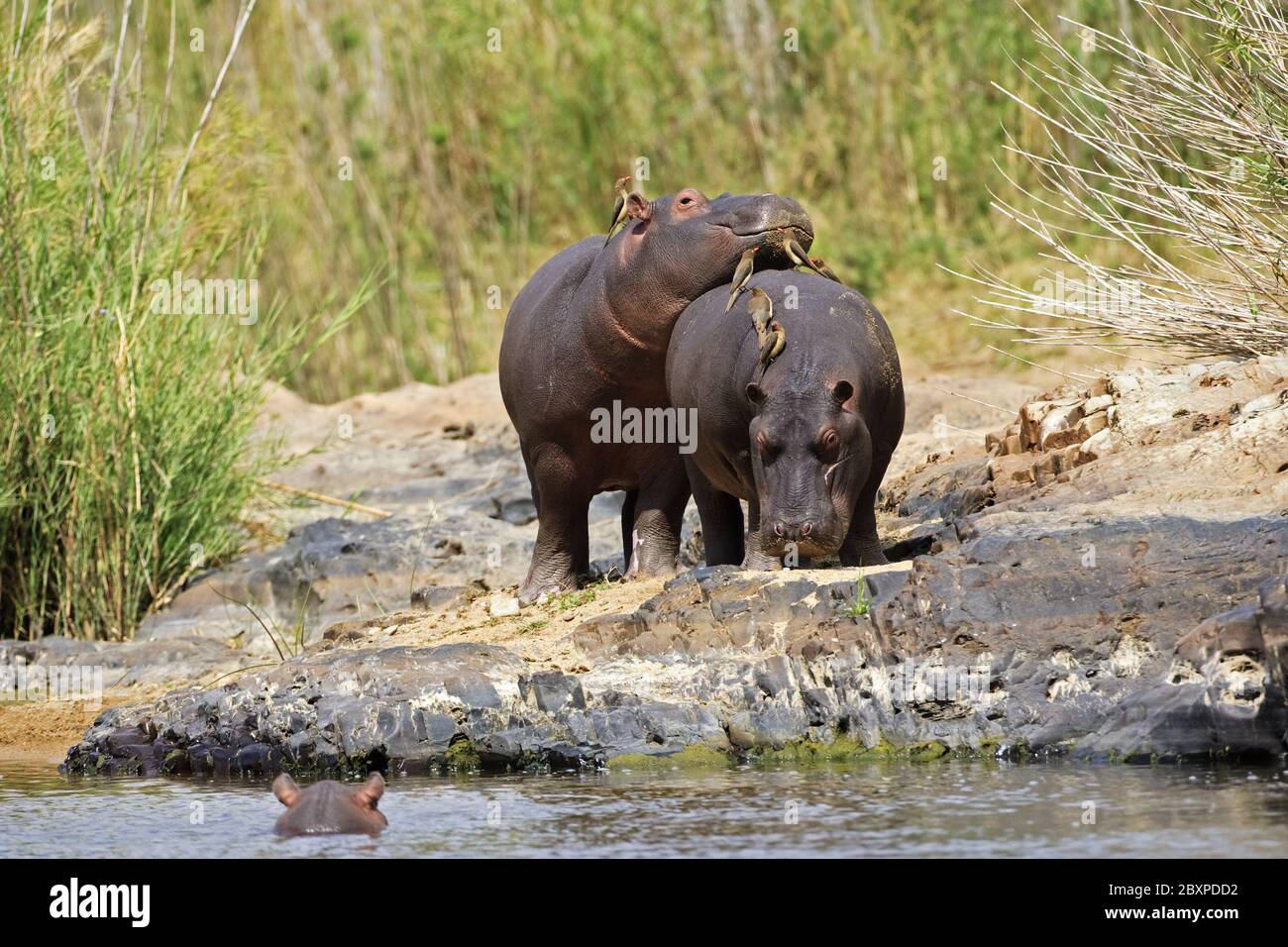 Hippos (Hippopotamus amphibius), Chobe River, Chobe National Park, Botsuana, Africa Stock Photo