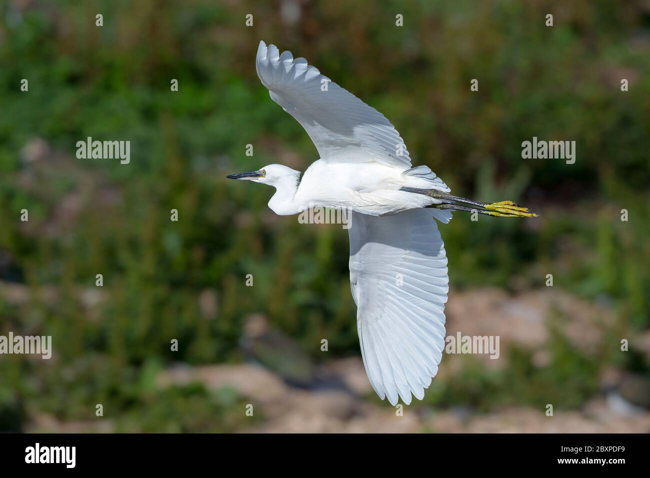 Wild, UK little egret bird (Egretta garzetta) isolated in midair flight, flying in sunshine over water at Worcestershire wetland habitat, UK. Stock Photo