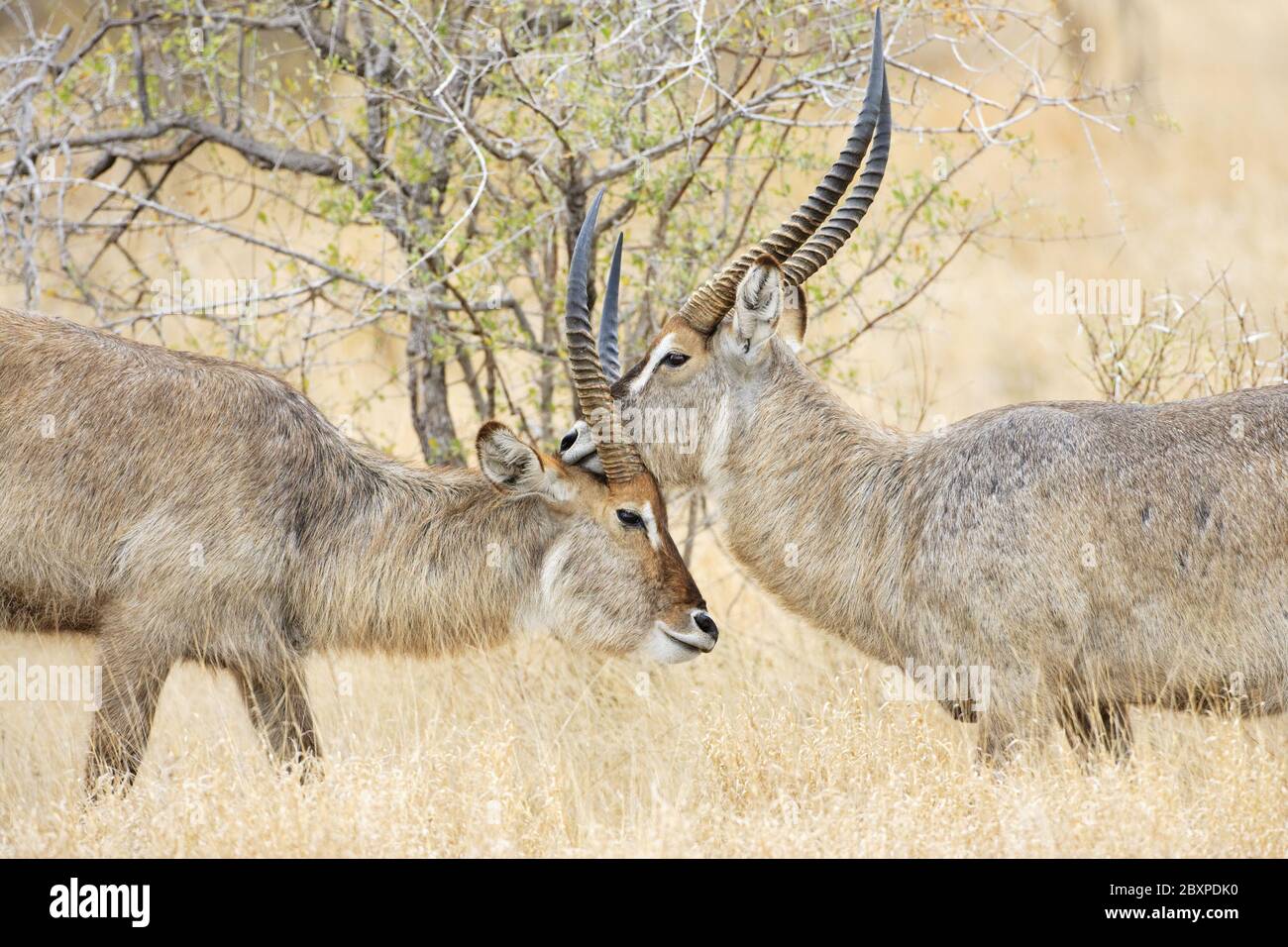 fighting Waterbucks, Krueger National Park, South Africa Stock Photo