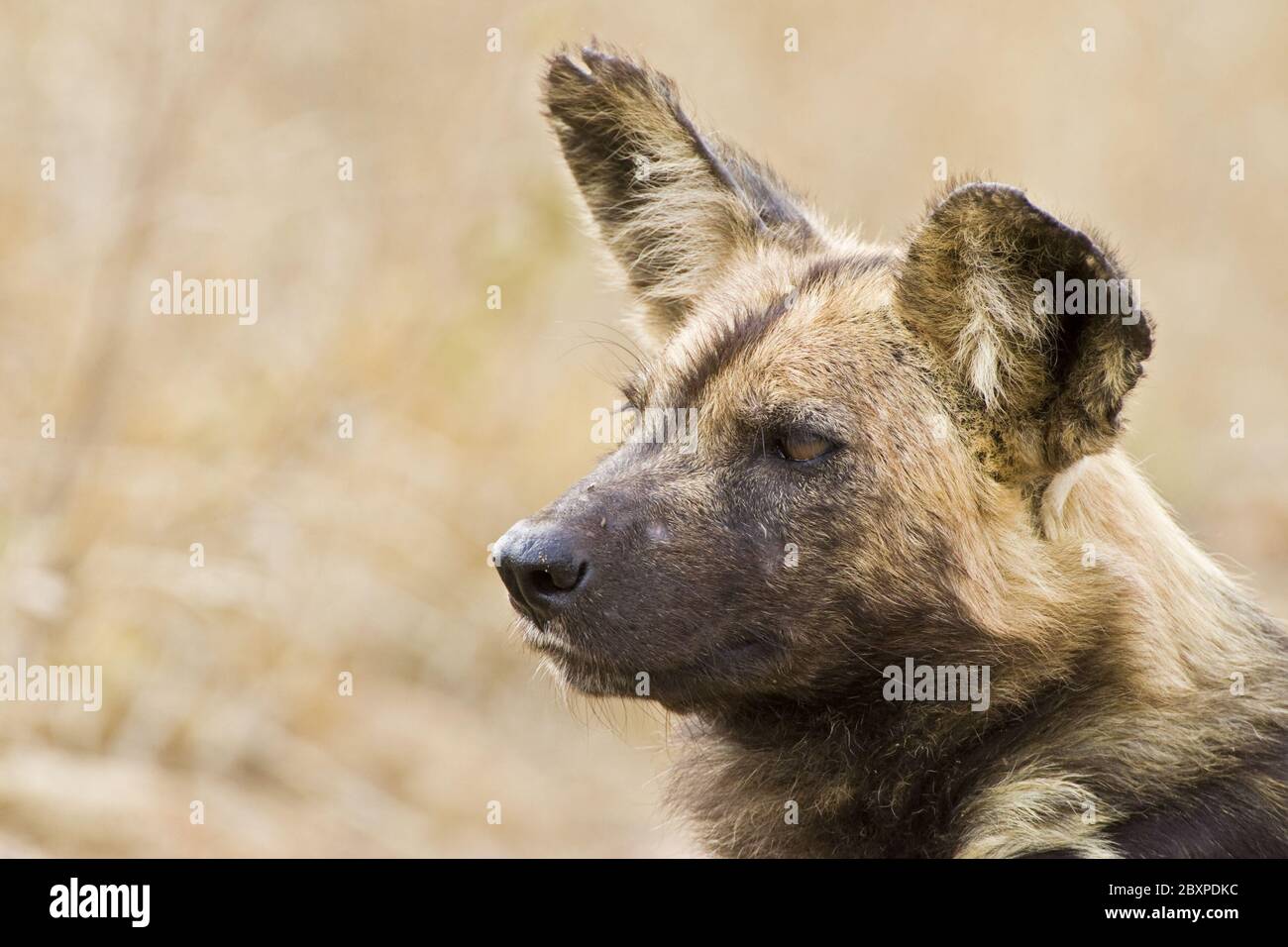 African Wilddogs, (Lycaon pictus), Etosha National Park, Namibia, Africa Stock Photo