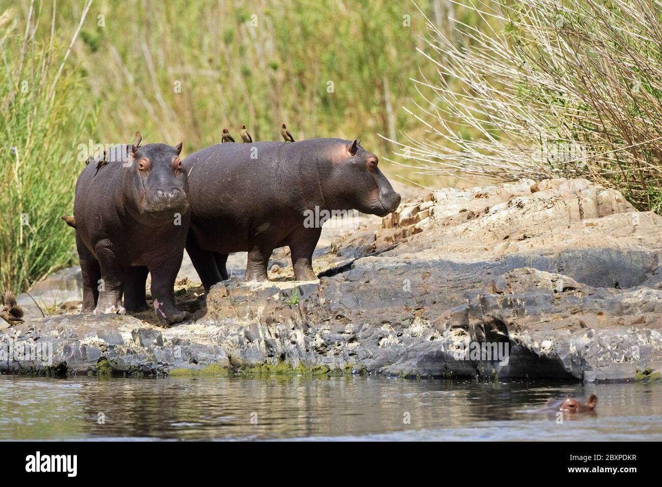 Hippos (Hippopotamus amphibius), Chobe River, Chobe National Park, Botsuana, Africa Stock Photo