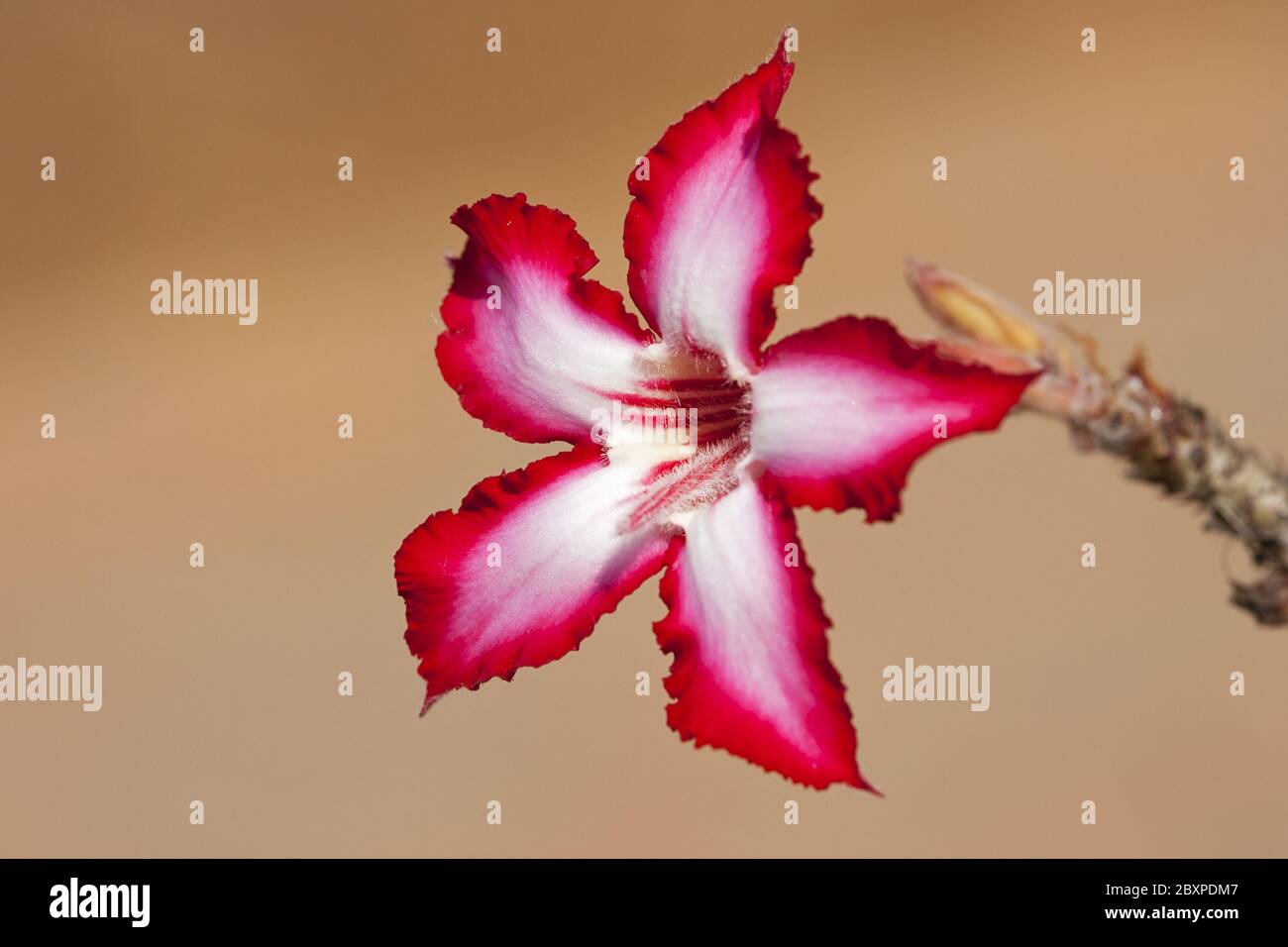Impala lily, South Africa Stock Photo Alamy
