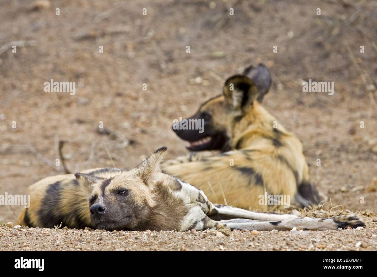 African Wilddogs, (Lycaon pictus), Etosha National Park, Namibia, Africa Stock Photo