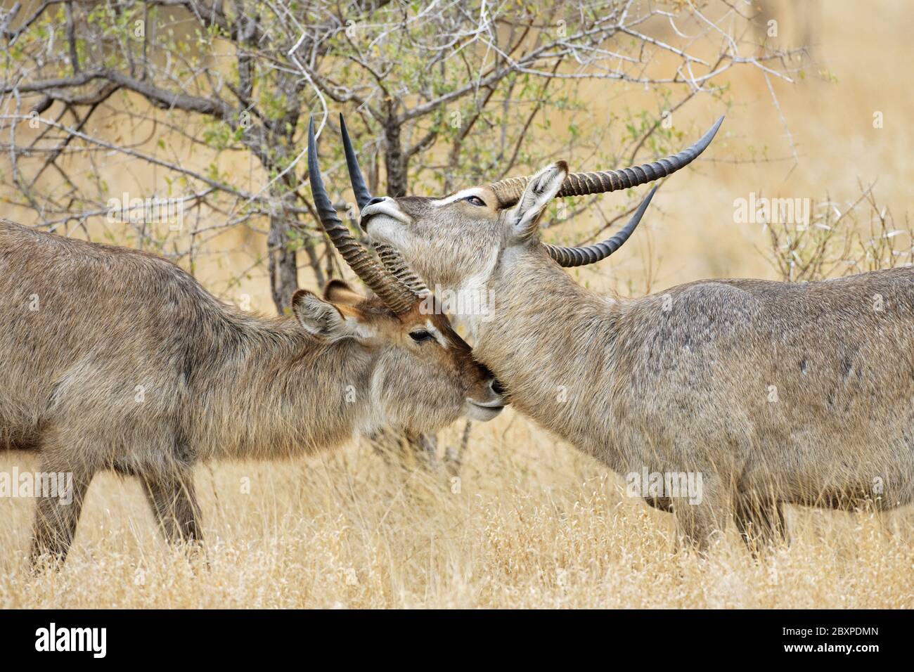 fighting Waterbucks, Krueger National Park, South Africa Stock Photo