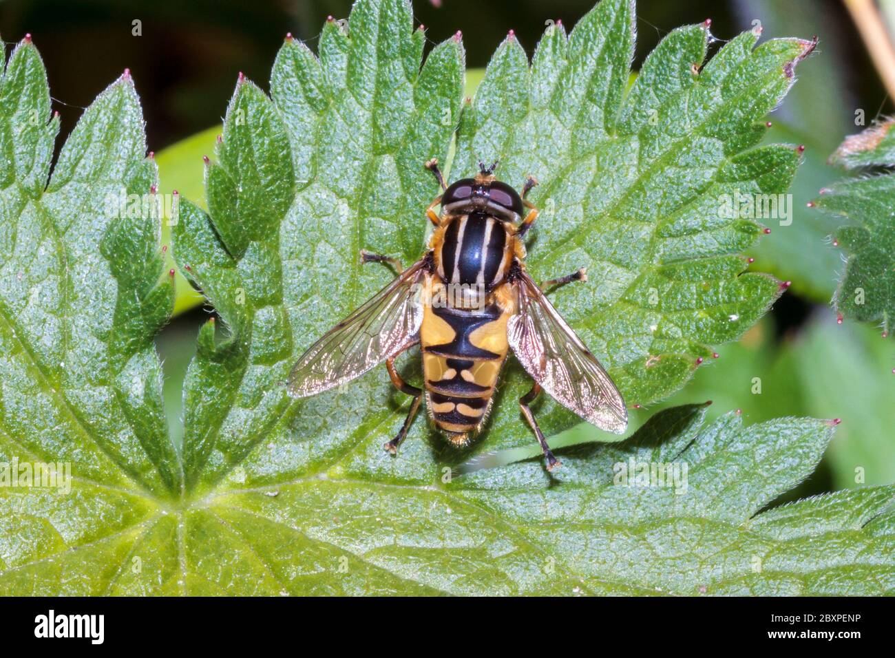 Tiger hoverfly (Helophilus pendulus) garden, Sussex, UK Stock Photo