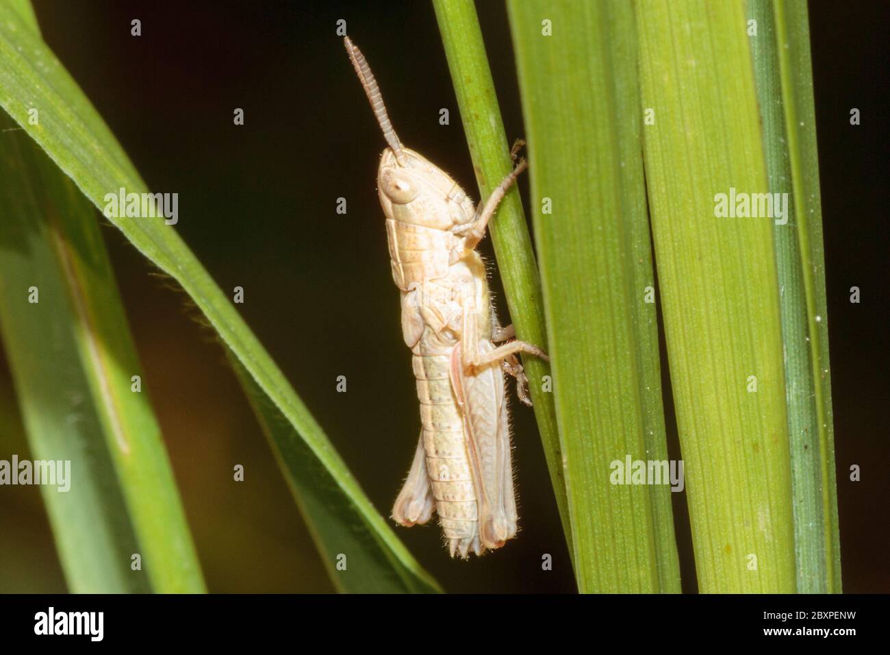 Meadow Grasshopper nymph (Chorthippus parallelus) Stock Photo