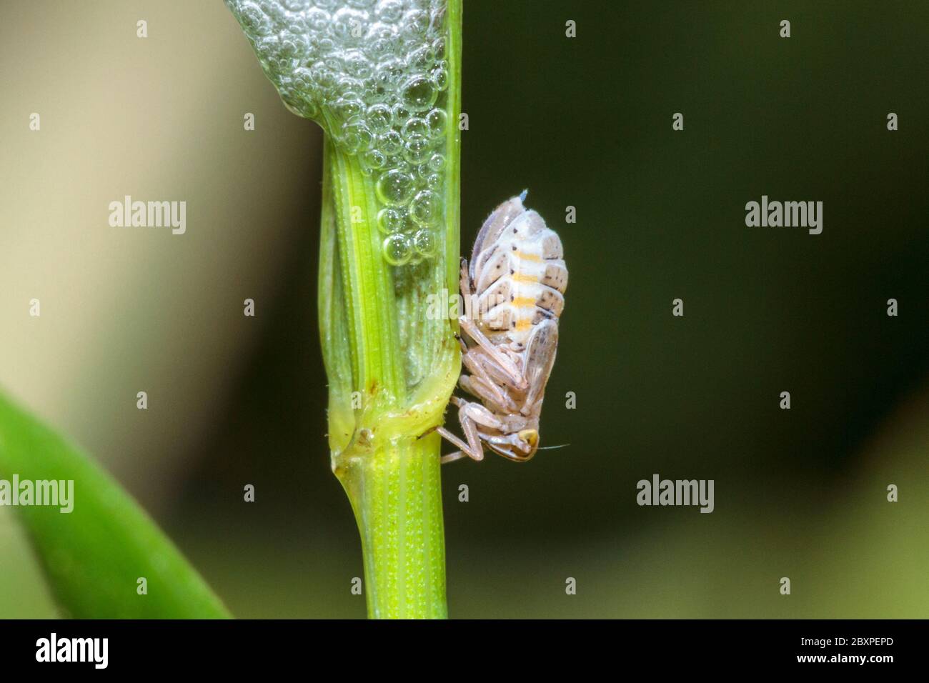 Common froghopper (Philaenus spumarius) with cuckoo spit Stock Photo