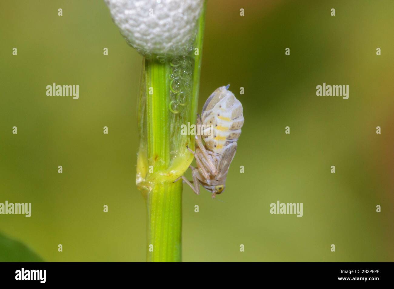 Common froghopper (Philaenus spumarius) with cuckoo spit Stock Photo