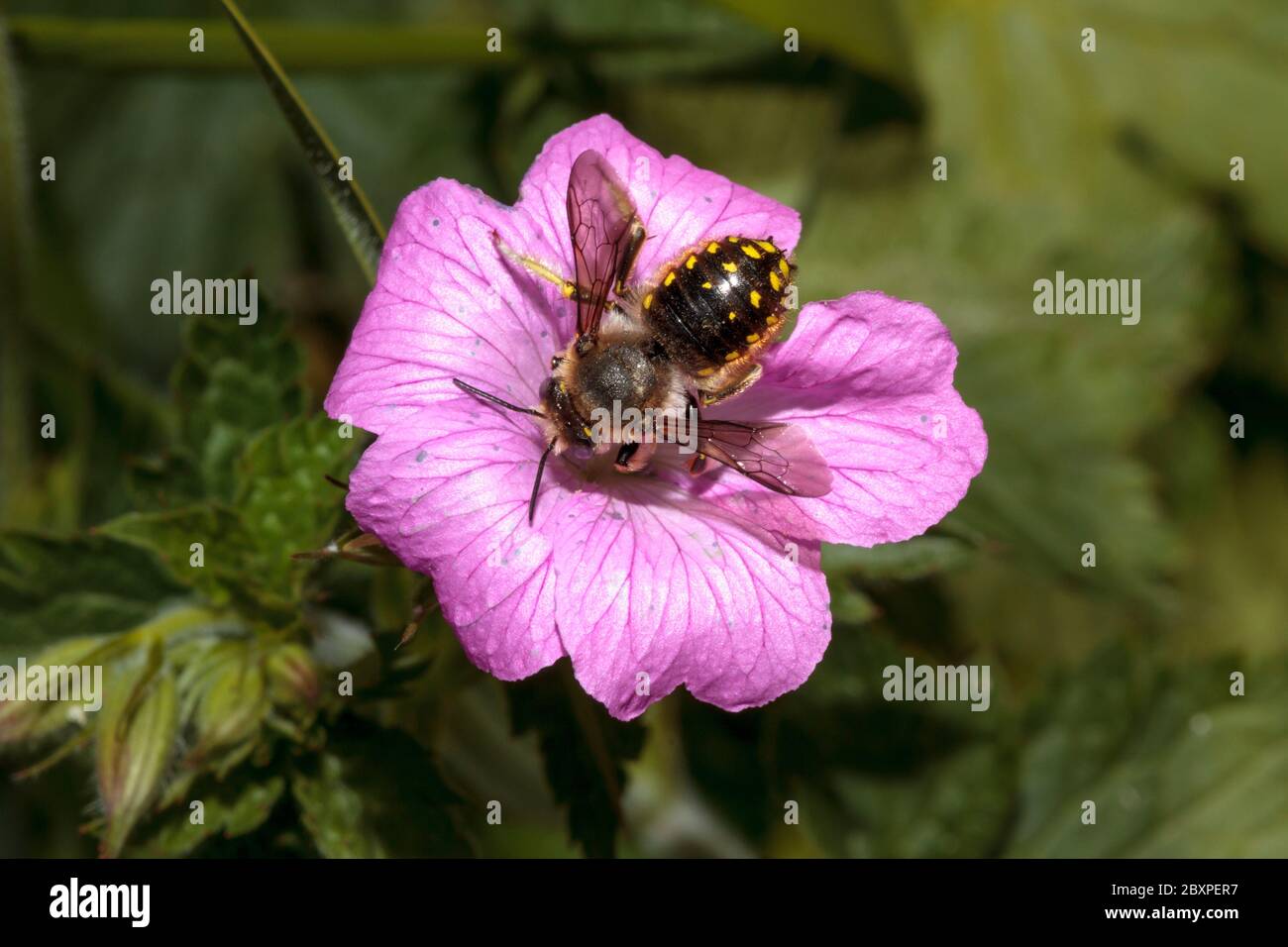 Wool-carder Bee (Anthidium manicatum) Stock Photo