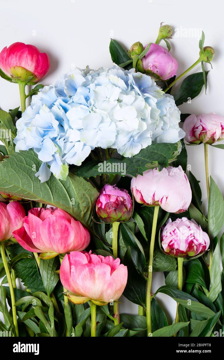 Fresh peony flowers Stock Photo Alamy