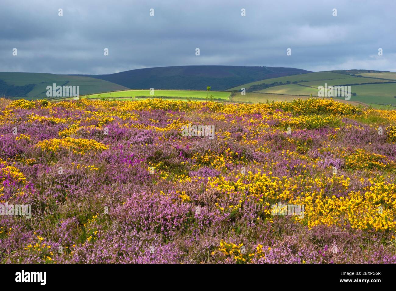 View over Heather and Gorse on Exmoor, Somerset, England, United Kingdom Stock Photo