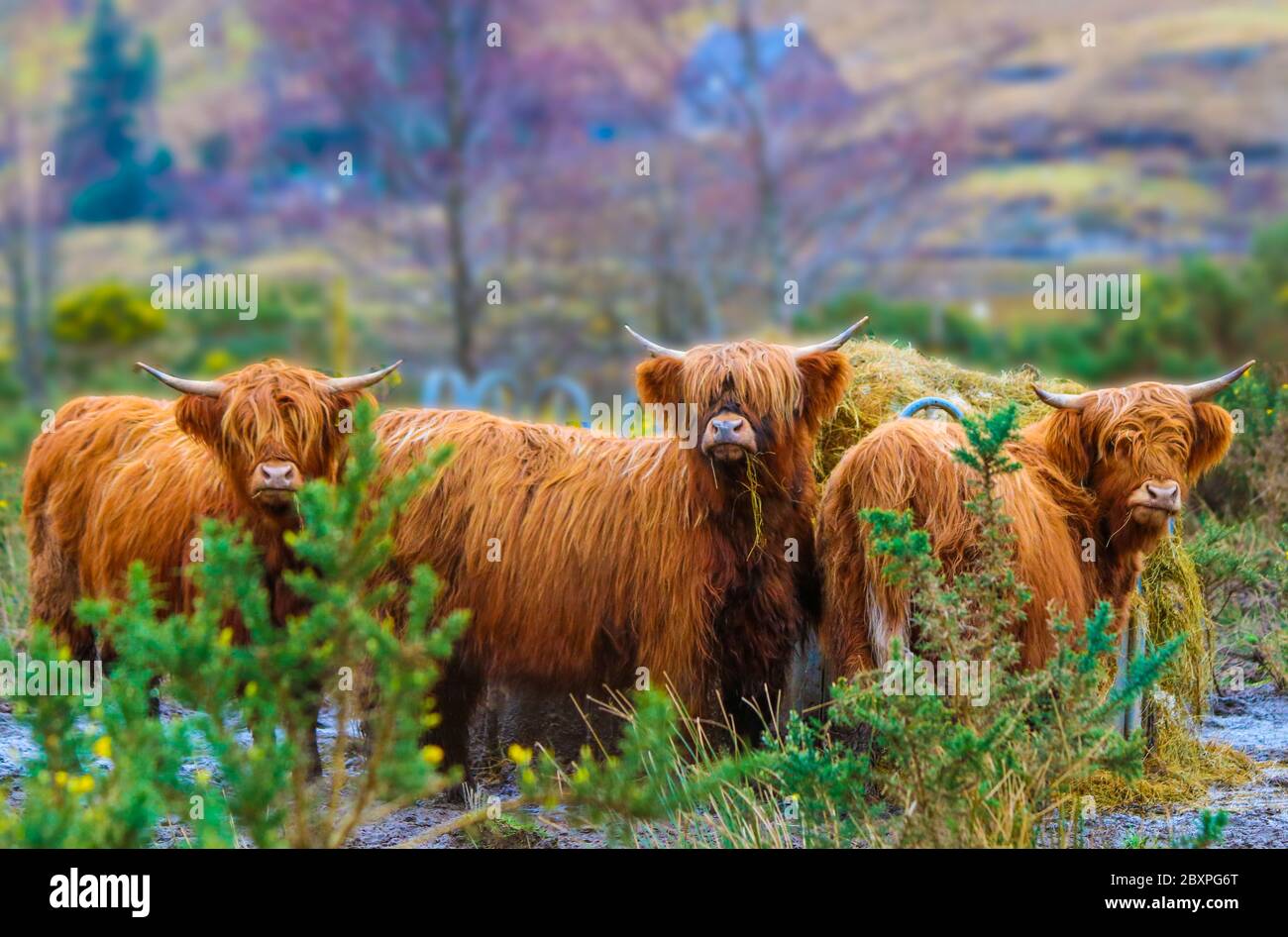 Portrait of highland cows in the Scottish Highlands Stock Photo - Alamy