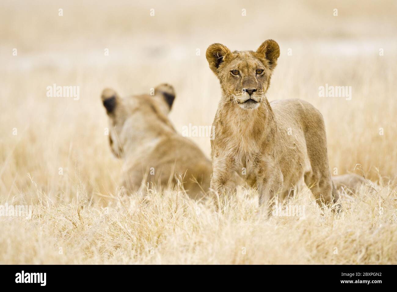 Botswana Chobe National Park Lions High Resolution Stock Photography botswana-chobe-national-park-lions-high-resolution-stock-photography