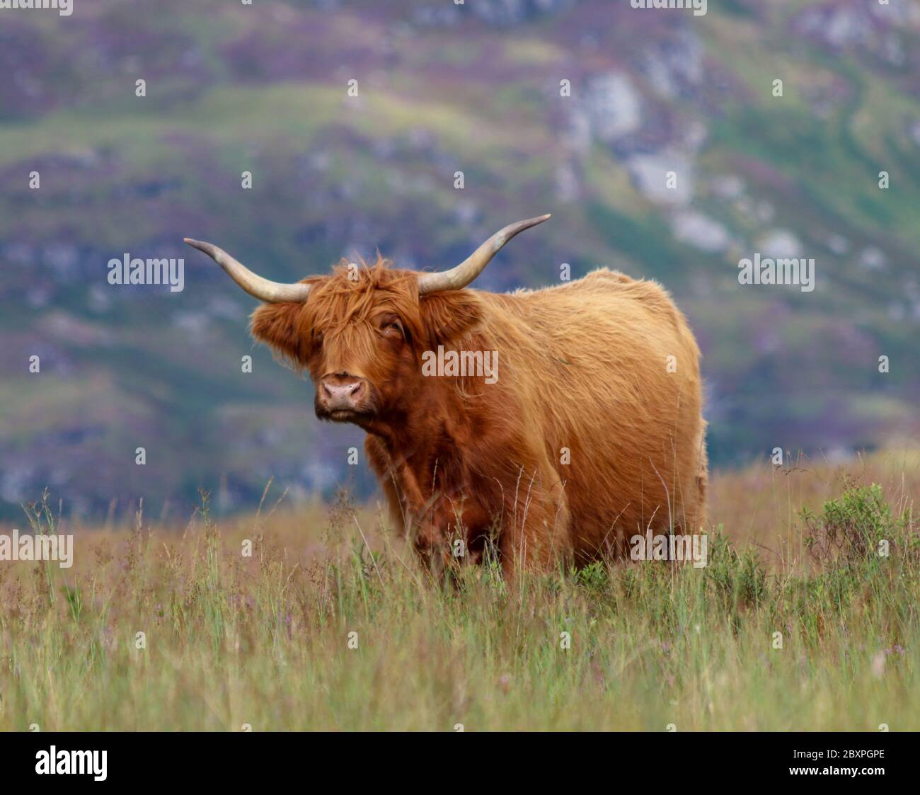 Horned highland cattle in the Scottish Highlands Stock Photo - Alamy