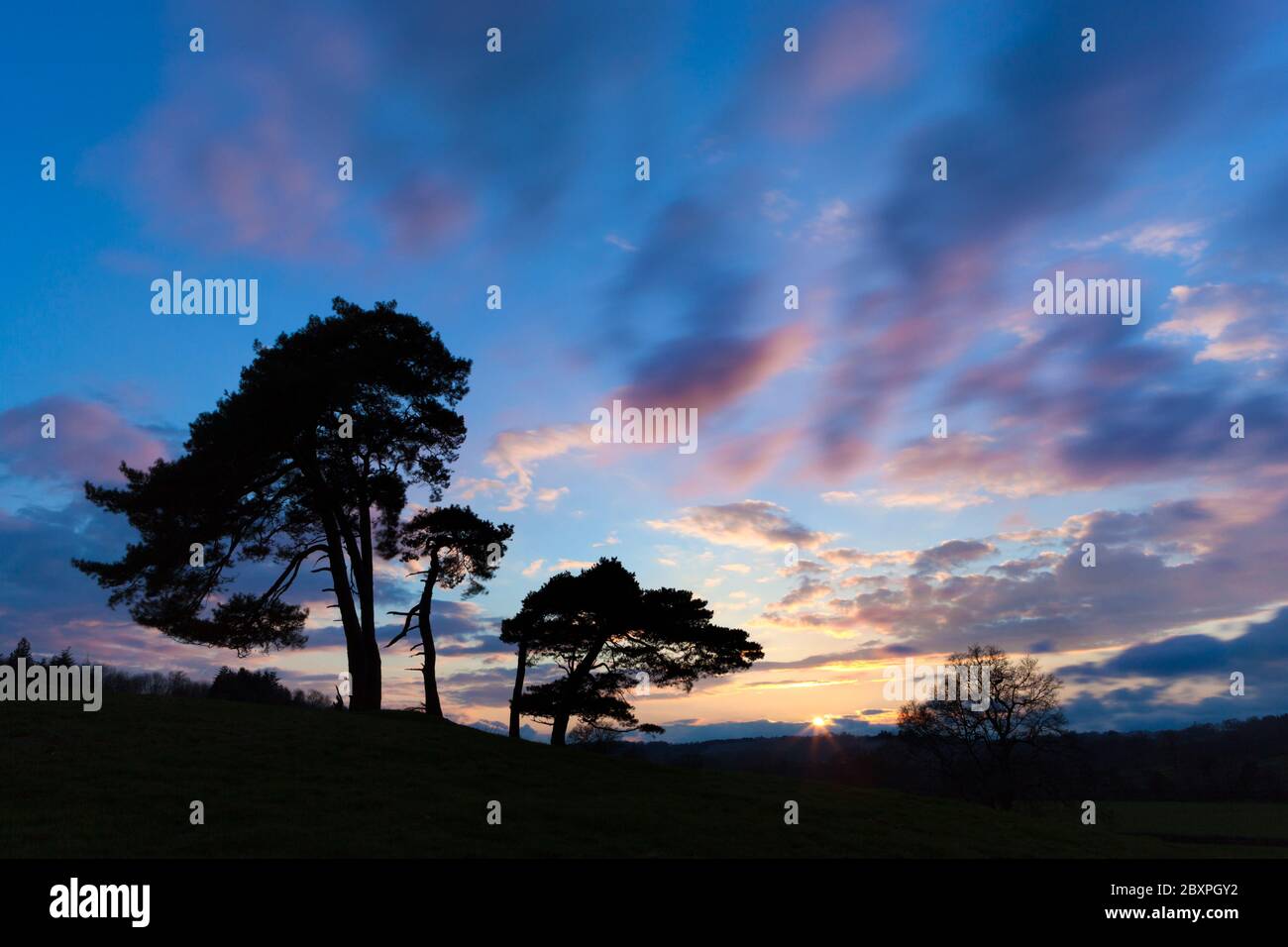 Sunset over silhouetted Scots Pine trees, Berkshire, England, UK Stock Photo