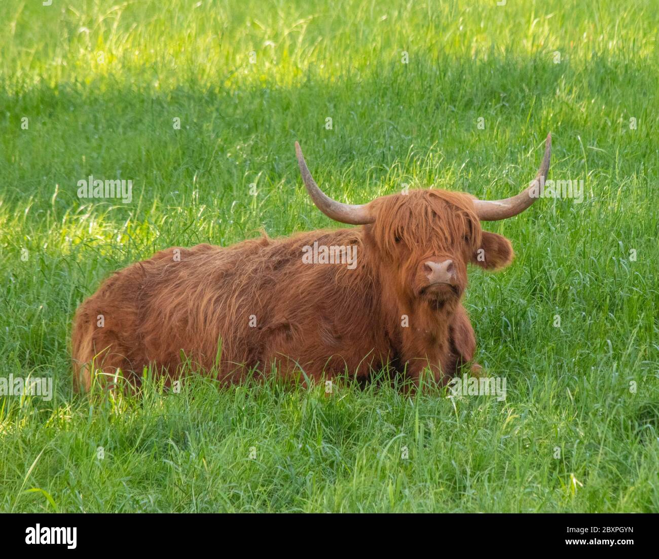 Horned highland cattle in the Scottish Highlands Stock Photo - Alamy