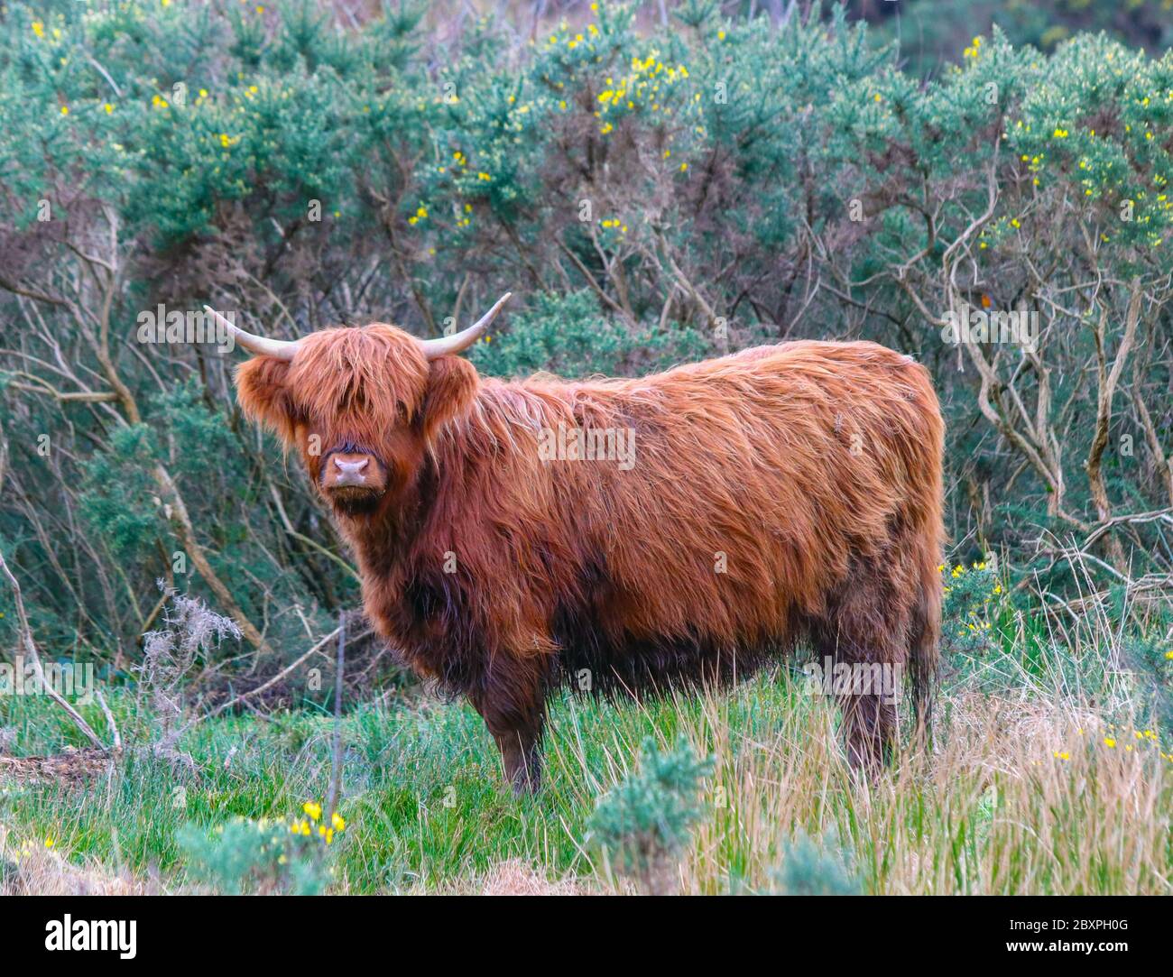 Horned highland cattle in the Scottish Highlands Stock Photo - Alamy