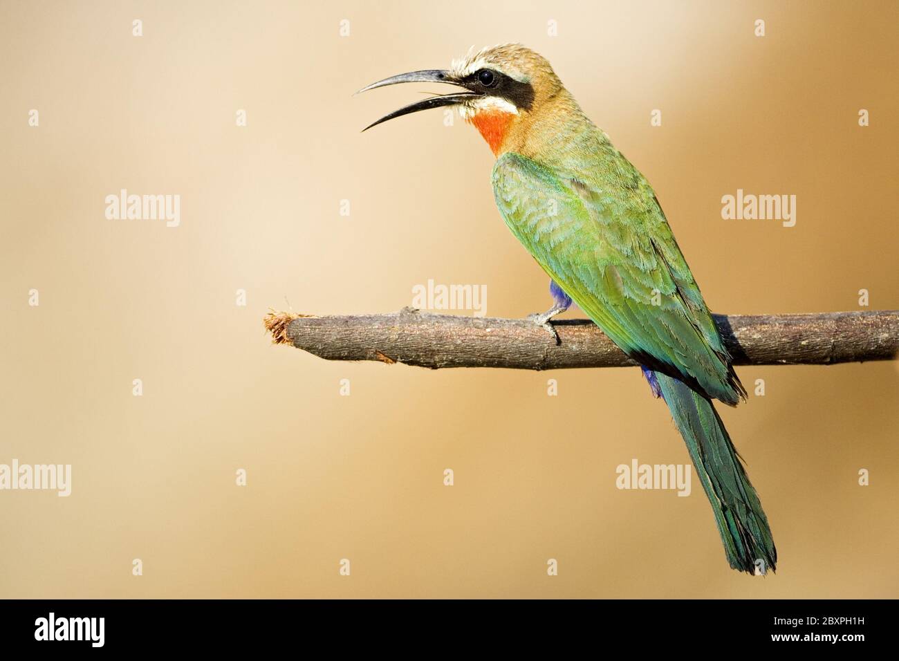 White-fronted Bee-eater, Moremi Wildlife Reserve, Okavango Delta, Botswana, Africa Stock Photo