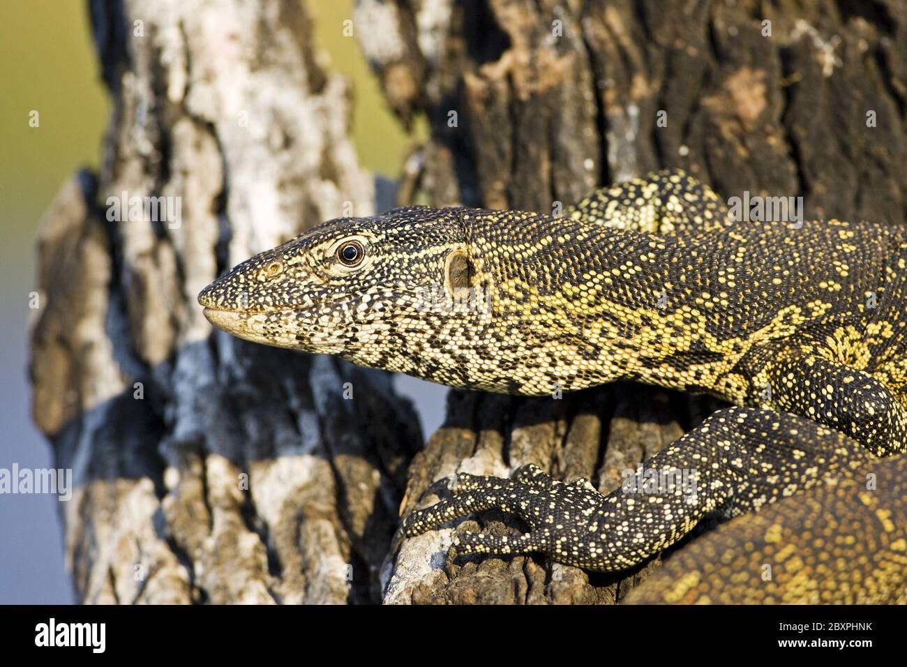 Nile monitor (Varanus niloticus), Chobe NP, Africa Stock Photo