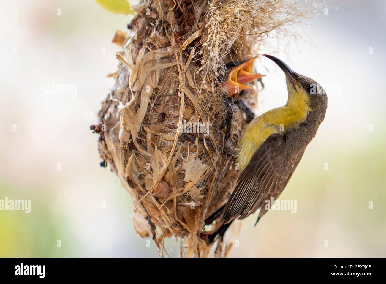 Image of Purple Sunbird (Female) feeding baby bird in the bird's nest on nature background. (Cinnyris asiaticus). Bird. Animals. Stock Photo