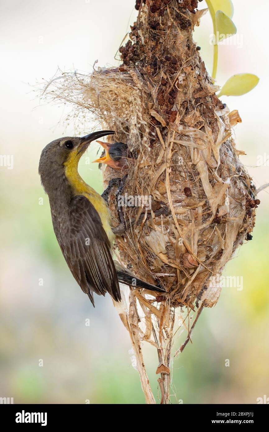 Image of Purple Sunbird (Female) feeding baby bird in the bird's nest on nature background. (Cinnyris asiaticus). Bird. Animals. Stock Photo