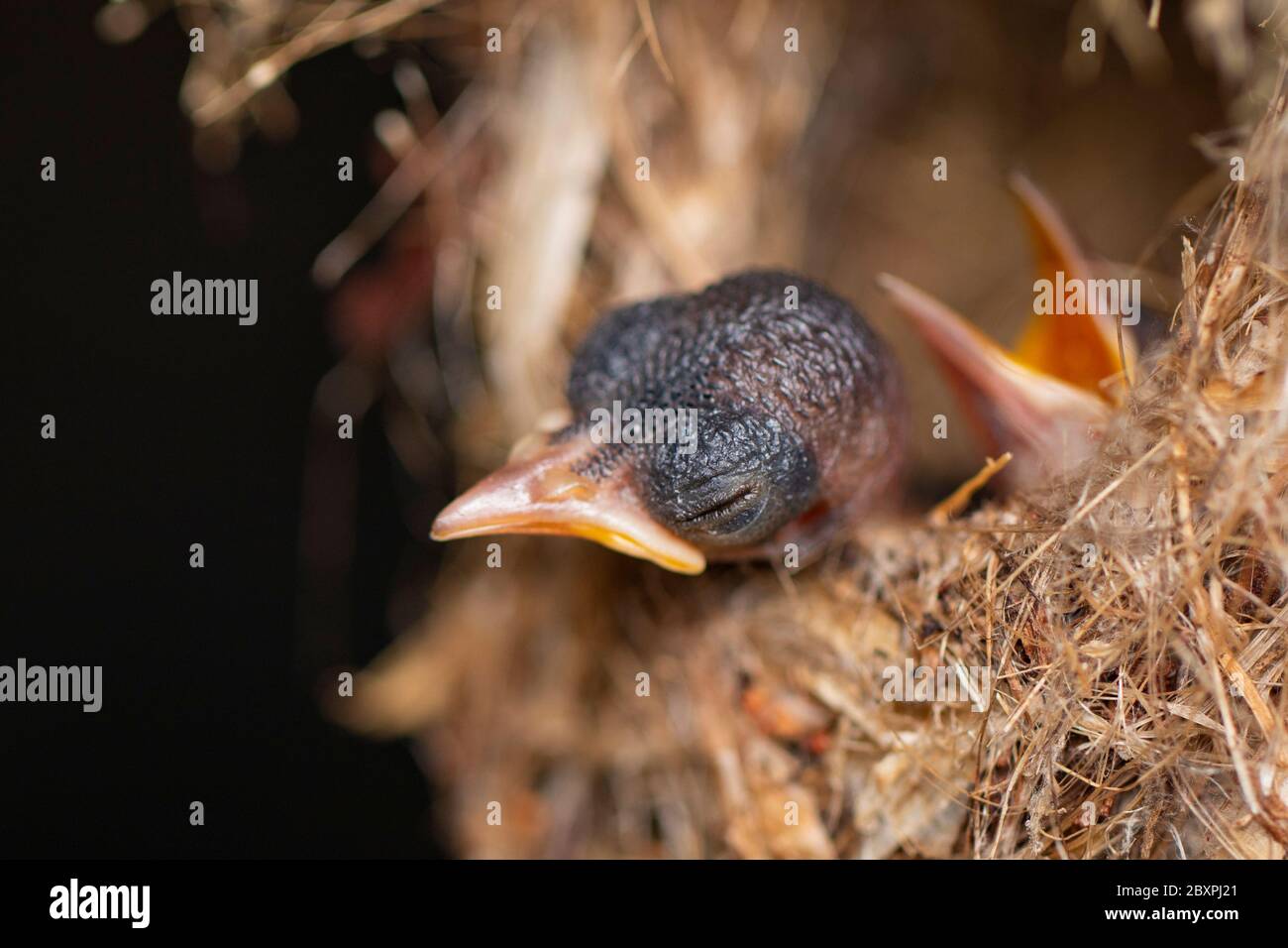 Image of baby birds are waiting for the mother to feed in the bird's nest on nature background. Bird. Animals. Stock Photo