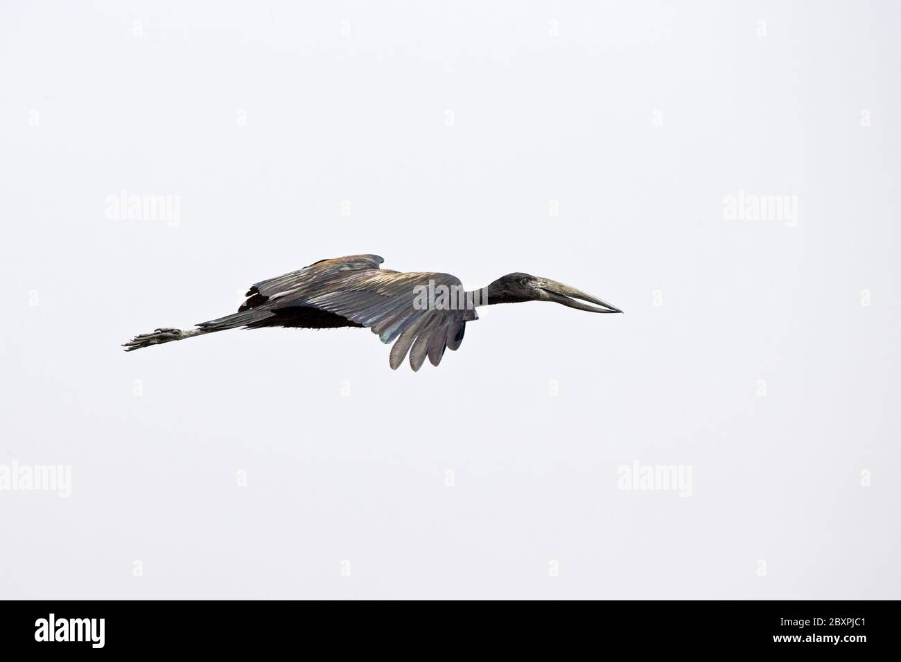 African Openbill Stork, Botsuana, Africa Stock Photo - Alamy