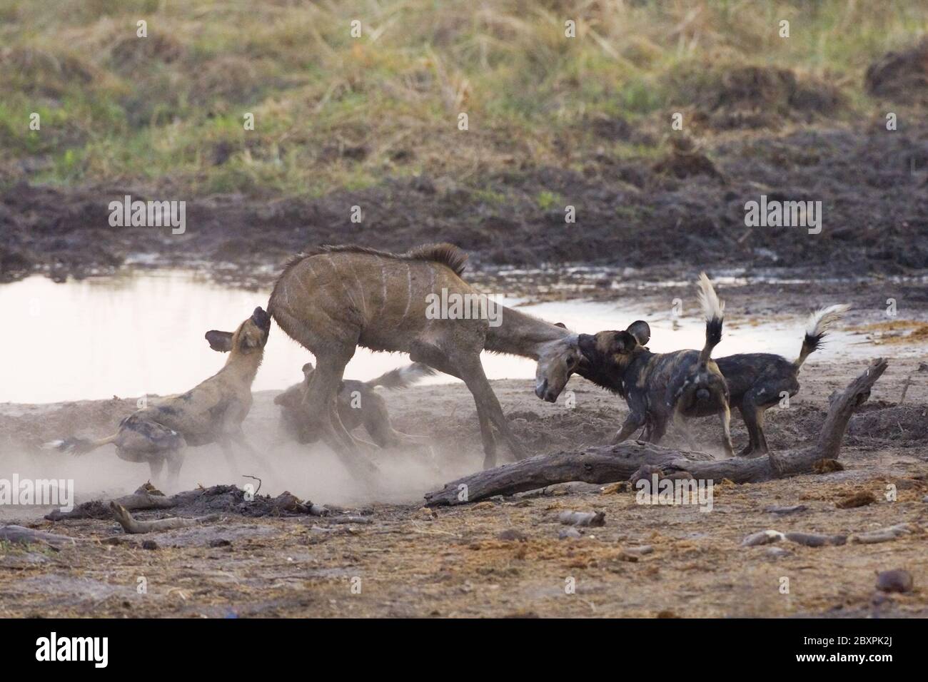 African wilddogs, hunting kudu, prey, Botswana, Chobe NP, Africa Stock
