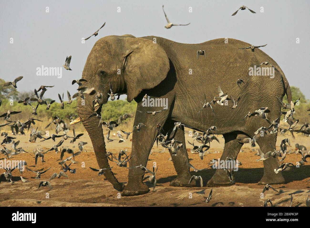 African Elephants, Chobe River, Chobe National Park, Botswana, Africa Stock Photo