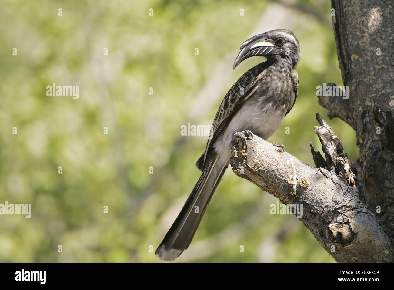 African Grey Hornbill (Tockus nasutus) Stock Photo