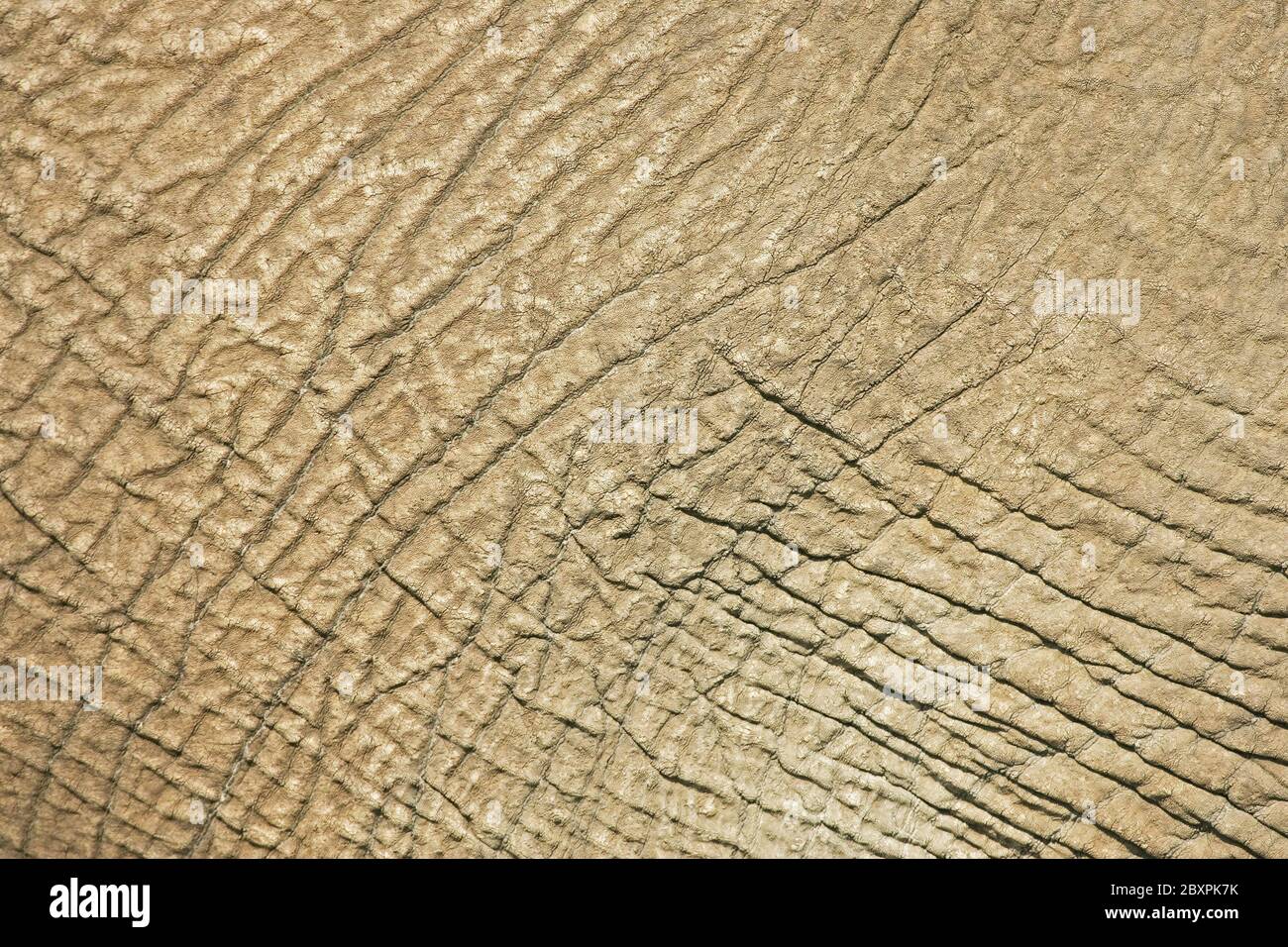 Thick skin hires stock photography and images Alamy