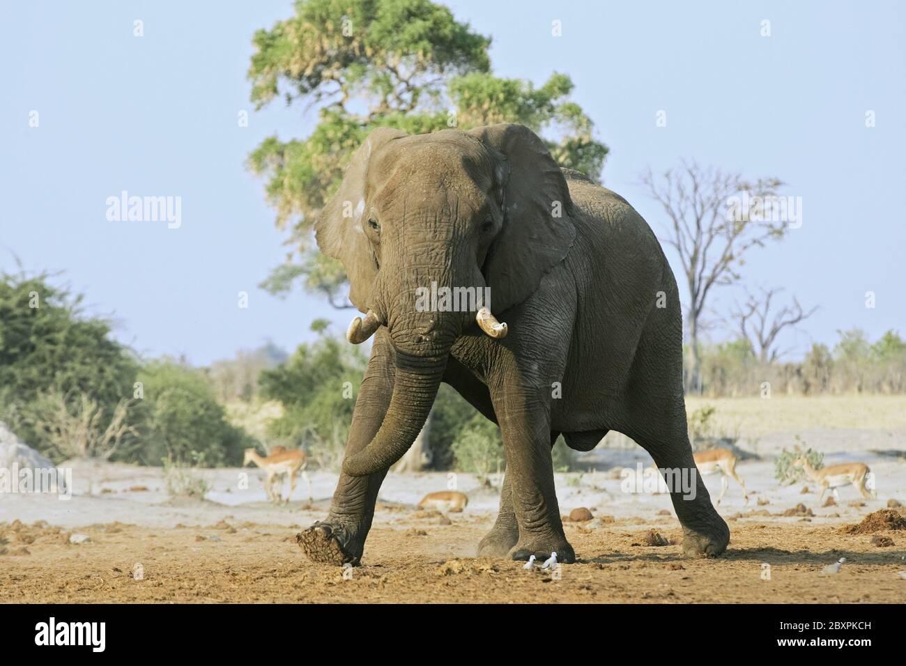 Bull African Elephant, Africa Stock Photo