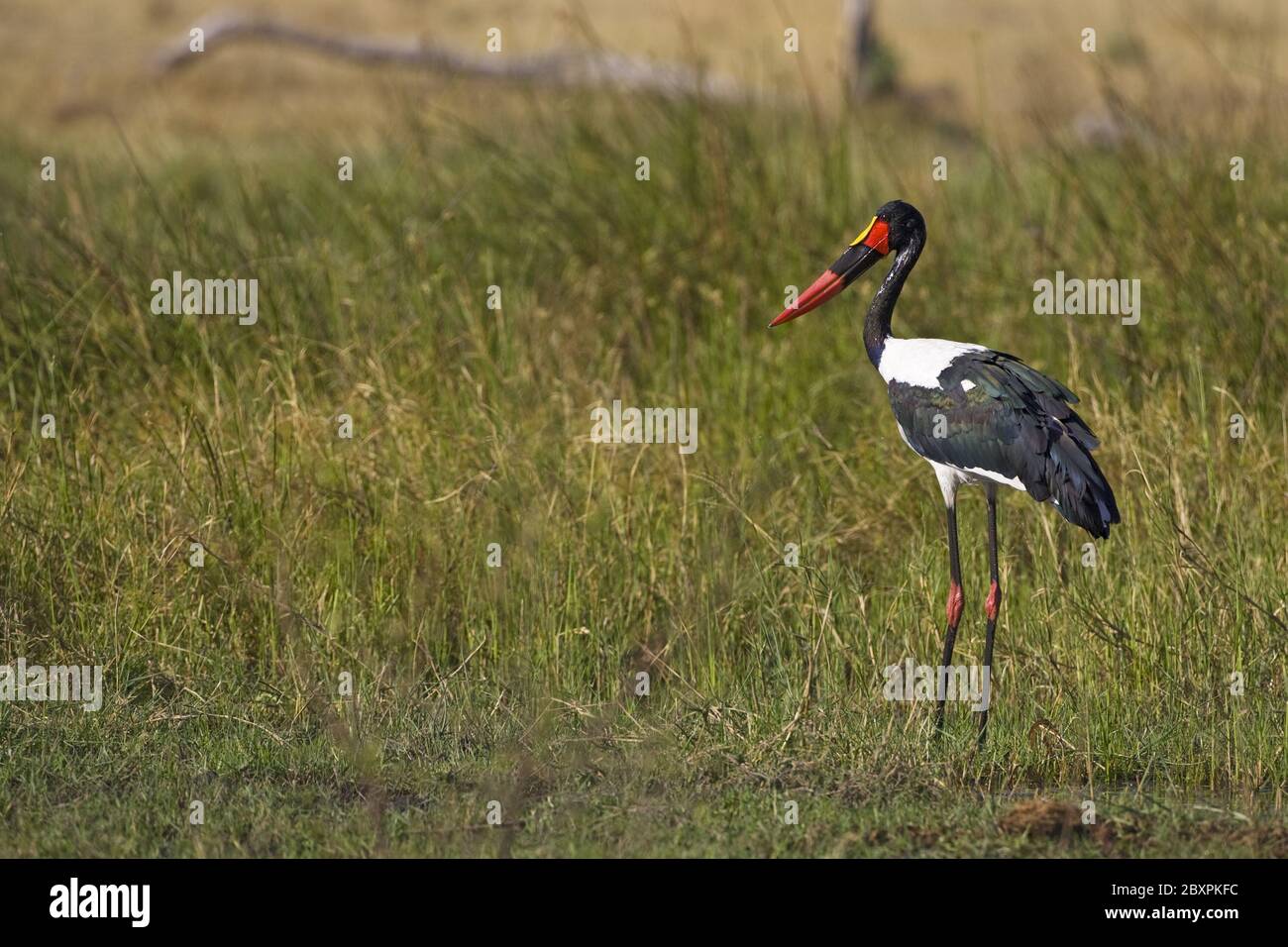 Saddle-billed Stork, (Ephippiorhynchus senegalensis), Africa Stock Photo
