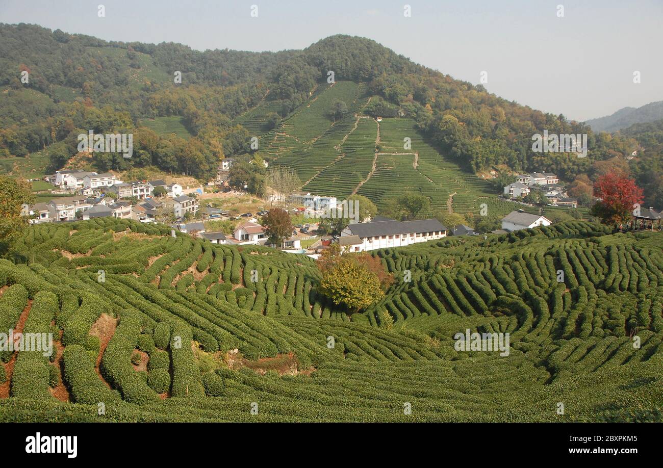 Longjing Tea Village near Hangzhou in Zhejiang Province, China. View of the village and fields where the famous Longjing tea is grown Stock Photo