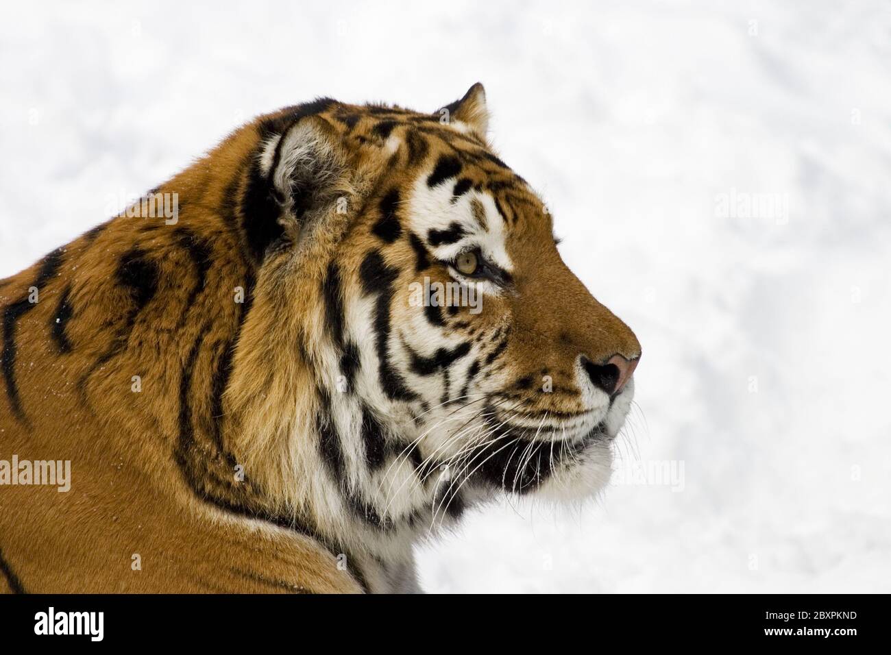 Sibirian Tiger (Panthera tigris altaica) in snow Stock Photo