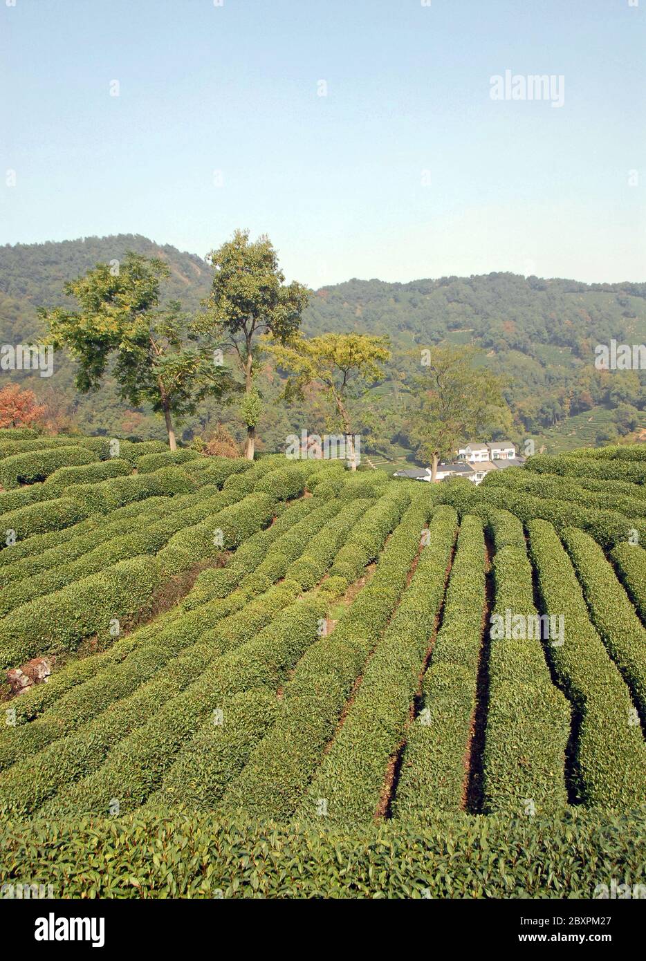 Longjing Tea Village near Hangzhou in Zhejiang Province, China. View of the village and fields where the famous Longjing tea is grown Stock Photo