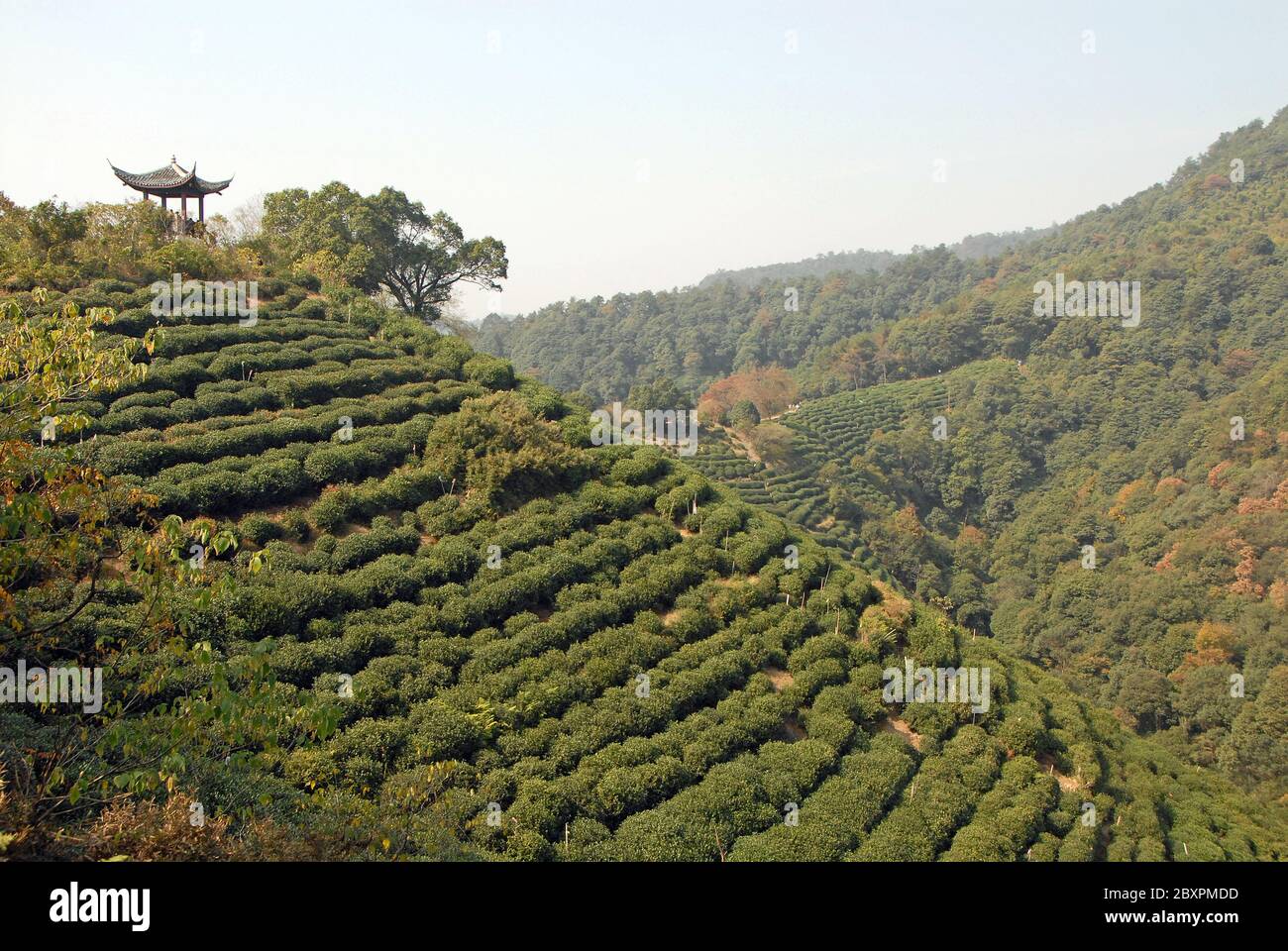 Longjing Tea Village near Hangzhou in Zhejiang Province, China. View of the hills and fields where the famous Longjing tea is grown Stock Photo