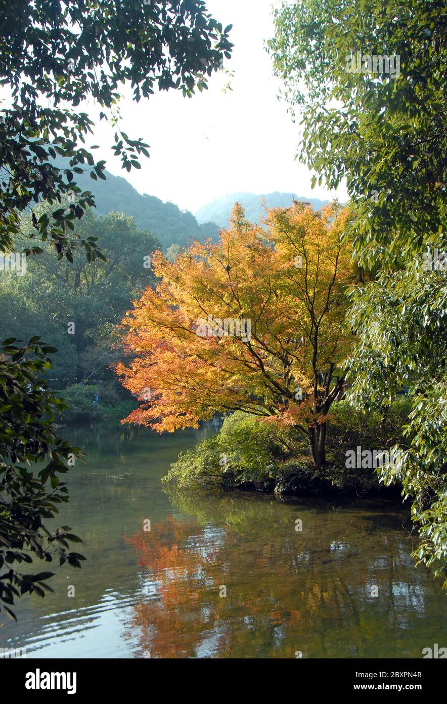 Longjing Tea Village near Hangzhou in Zhejiang Province, China. A pretty lake and trees in fall colors in the forest near Longjing. Stock Photo
