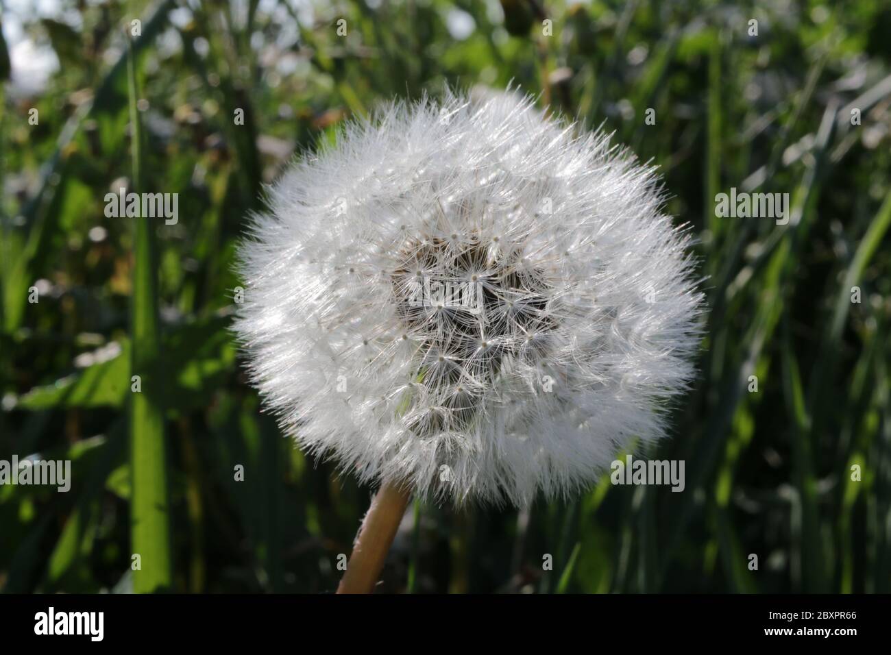 Dandelion seedhead, Taraxacum officinalis Stock Photo
