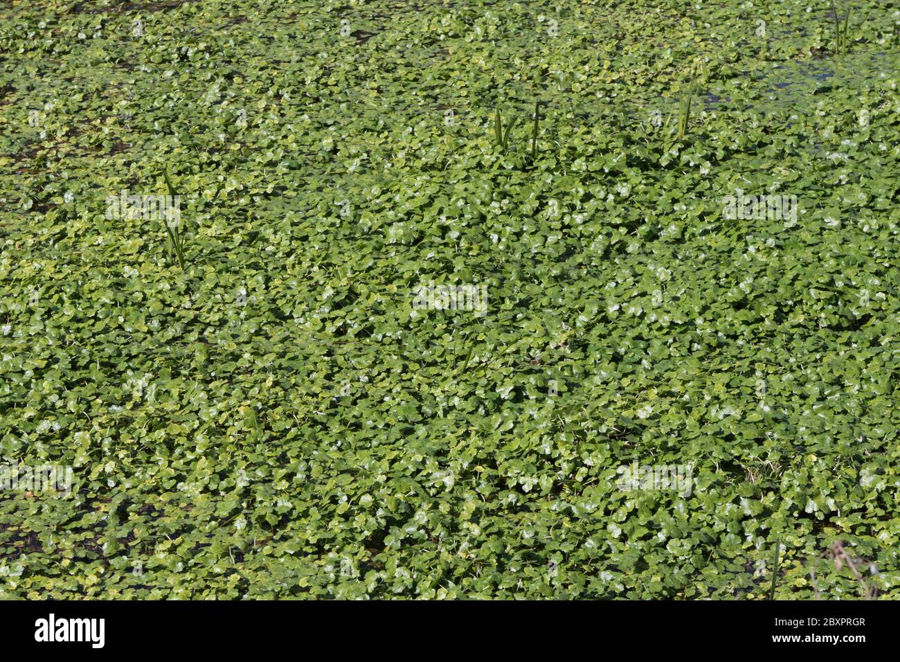 Floating pennywort Stock Photo