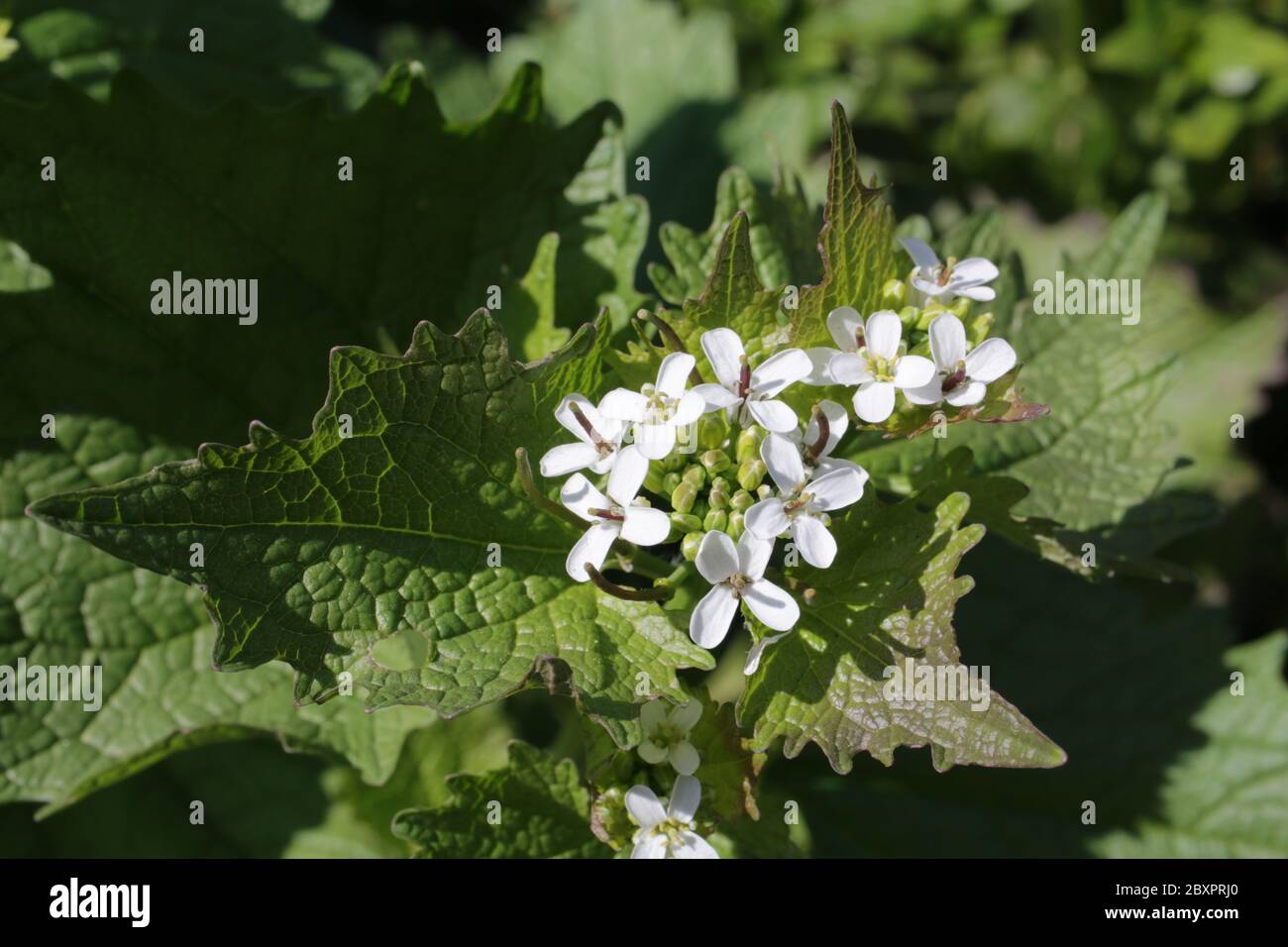 Garlic mustard, Alliaria petiolata Stock Photo