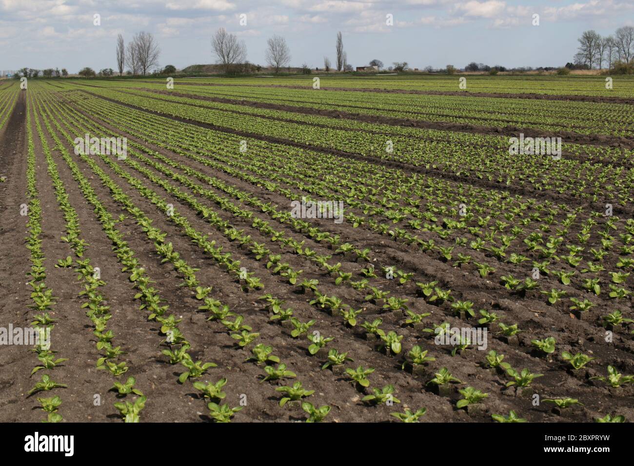 Little gem lettuces being grown in The Fens by Gs Growers Stock Photo
