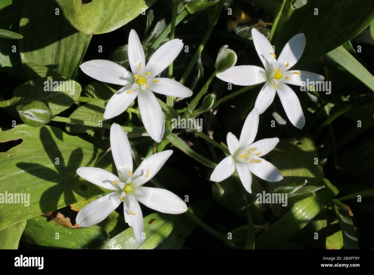Common Star of Bethlehem flowers,  Ornithogalum umbellatum Stock Photo