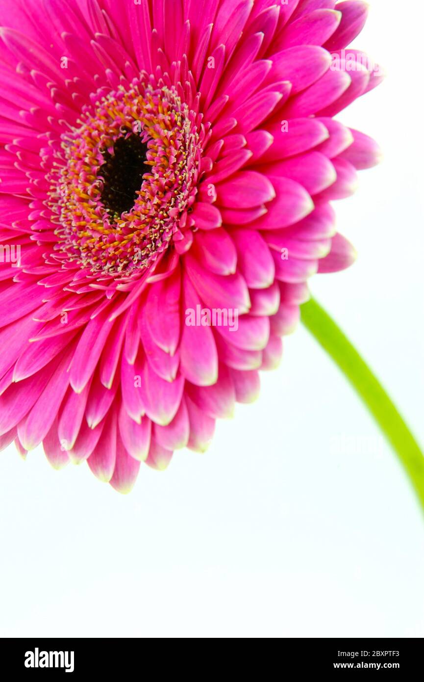 A pink erbera flower Stock Photo - Alamy