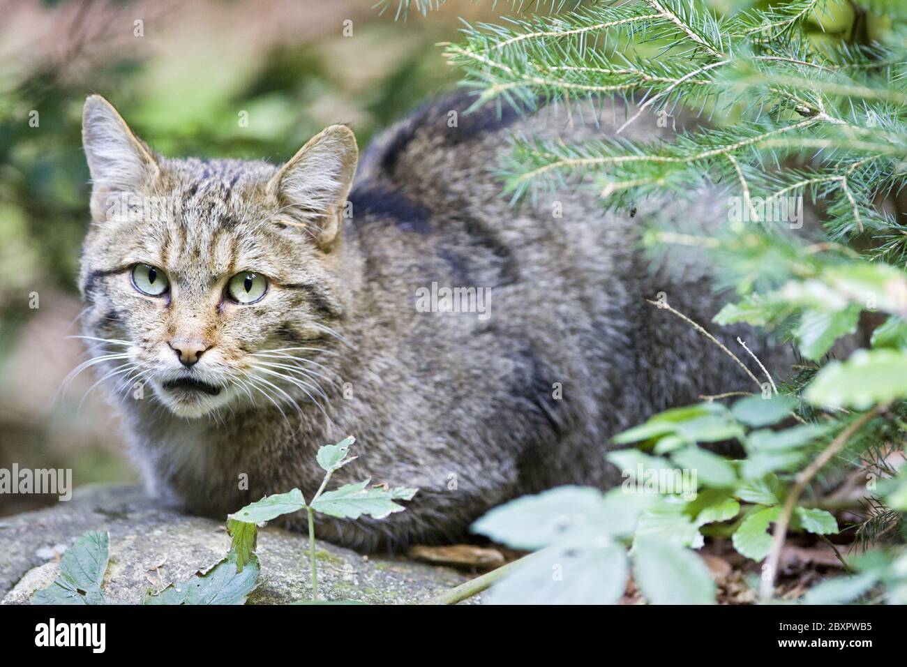 Chat Sauvage High Resolution Stock Photography And Images Alamy