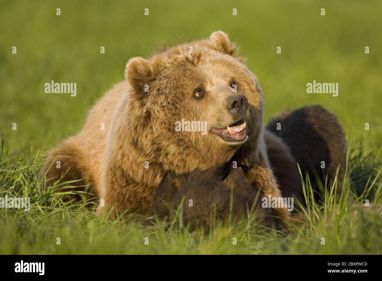 European Brown Bear, (captive), Bavaria, Germany Stock Photo Alamy