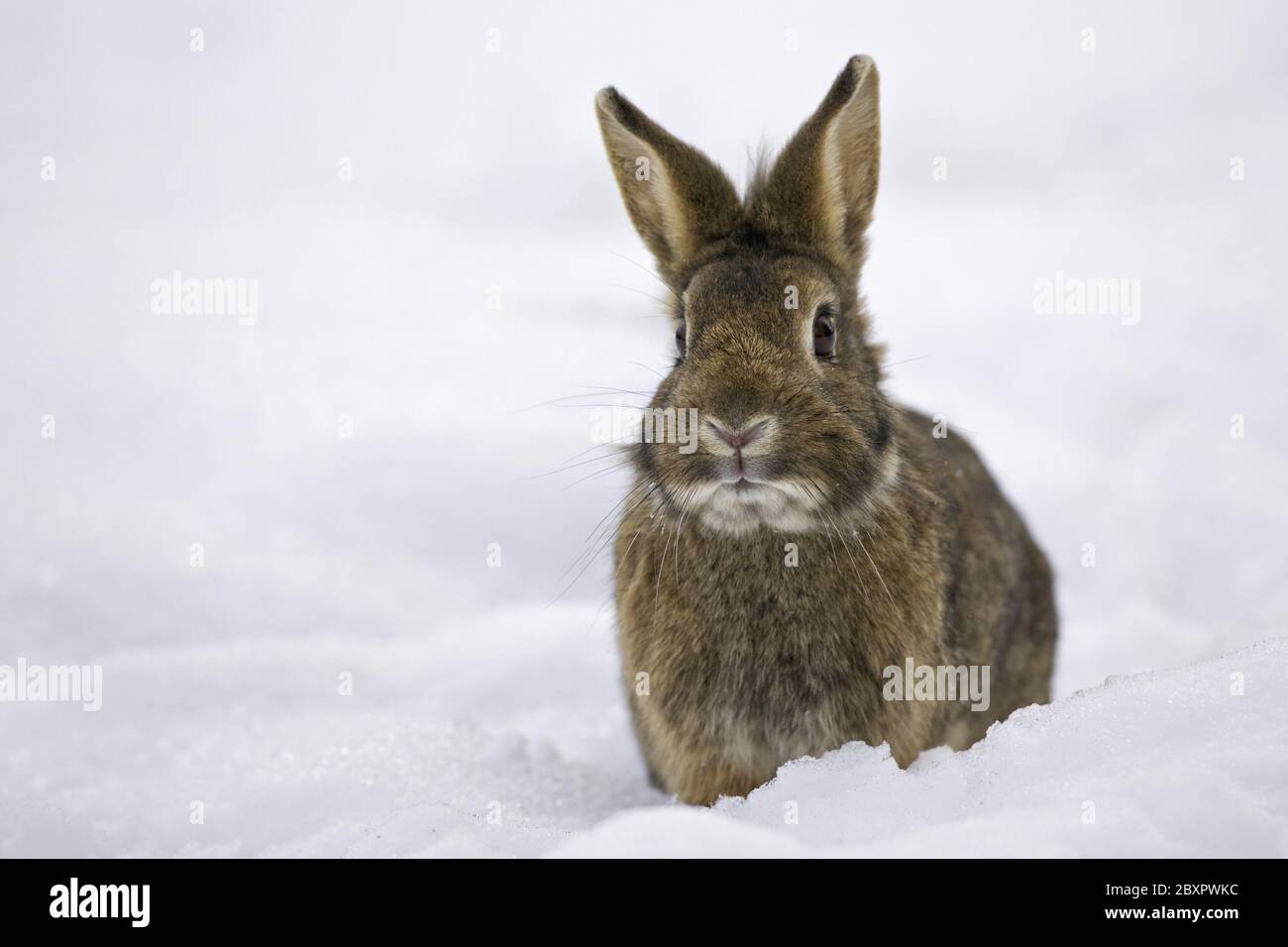 domestic rabbit in winter Stock Photo