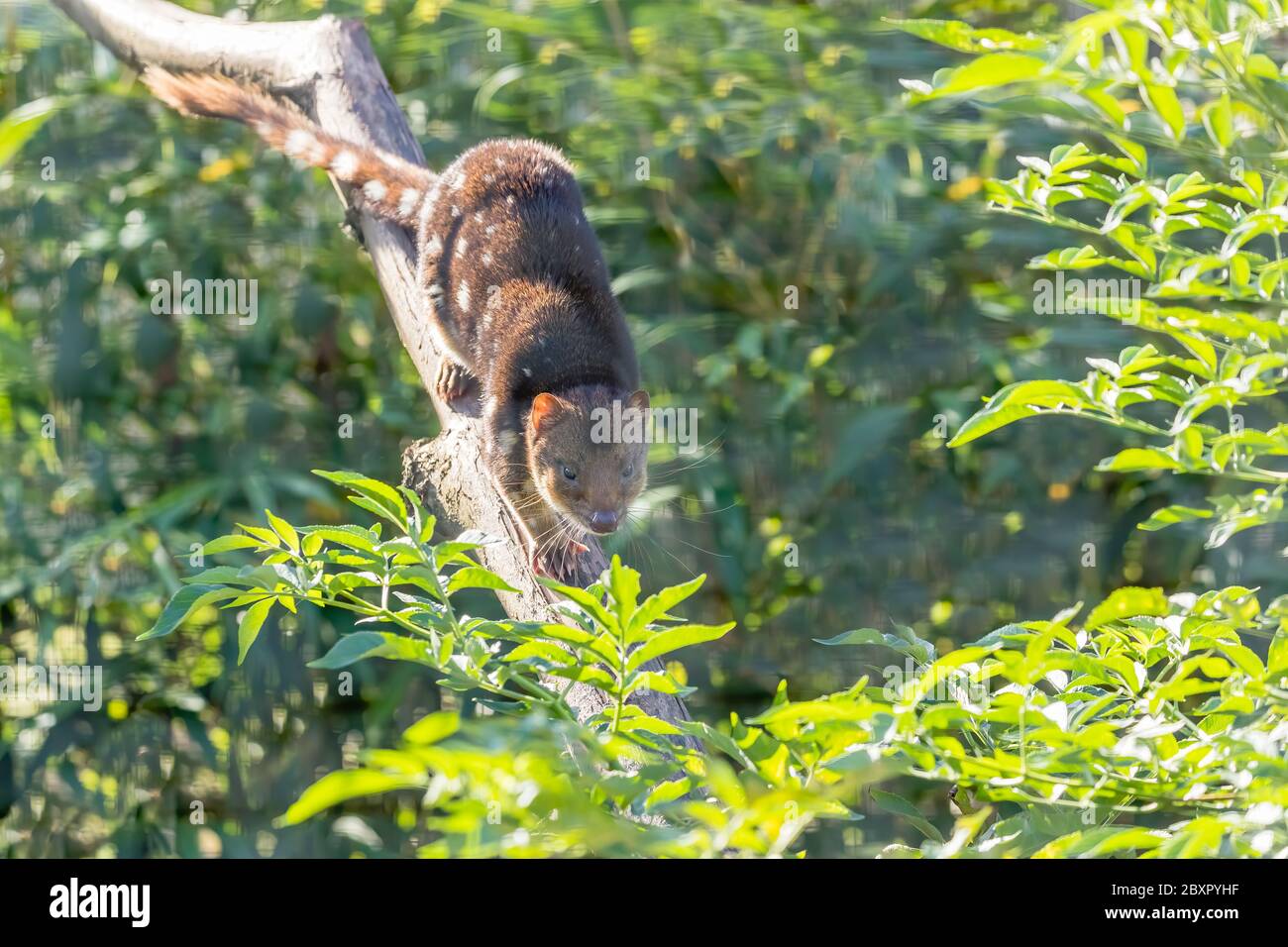 Tiger Quoll (Dasyurus maculatus) in a Tree Stock Photo