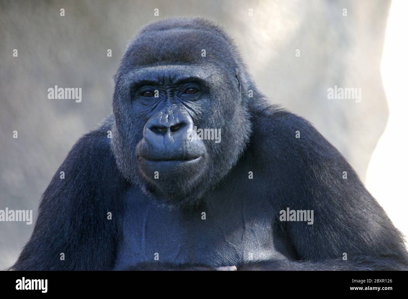 Western Lowland Gorillas Stock Photo - Alamy